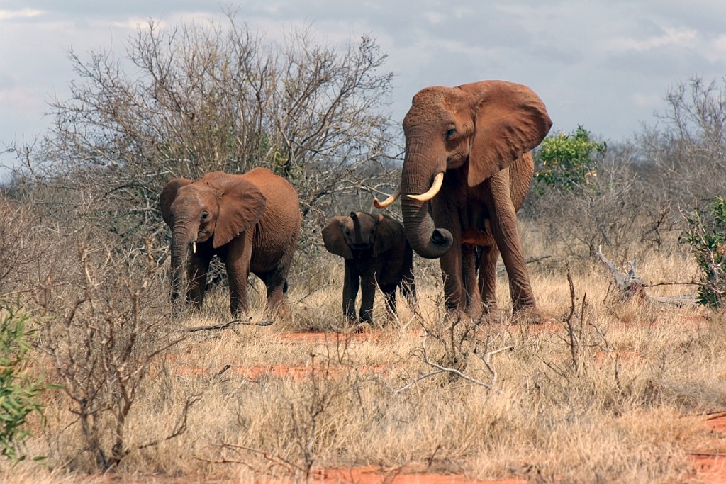 Kenia (360).jpg
